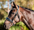 Lumiere Adeline Leather Cavesson Bridle