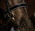 Lumiere Saphira Bridle (Cavesson)