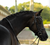 Lumiere Saphira Bridle (Cavesson)