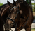 Lumiere Saphira Bridle (Cavesson)
