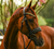 Lumiere Delta Bridle (Cavesson)