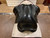 Used 17" Mike Corcoran Masters Dressage Saddle W