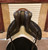Used 17" Patrick Leggero Monoflap Dressage Saddle W