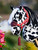 LeMieux® Hobby Horse Vogue Headcollar & Leadrope