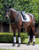 LeMieux® Loire Classic Dressage Square Saddle Pad