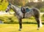 LeMieux® Loire GP Square Saddle Pad