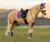 LeMieux® Suede Dressage Square Saddle Pad