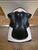 Used 18" County Competitor Dressage Saddle M