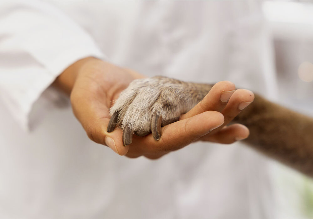 Servicio de veterinaria en Farmacia Romero Isla en Cornellà de Llobregat, Barcelona