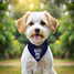 Lake Erie Love - Shores and Islands Ohio - Dog Triangle Bandana