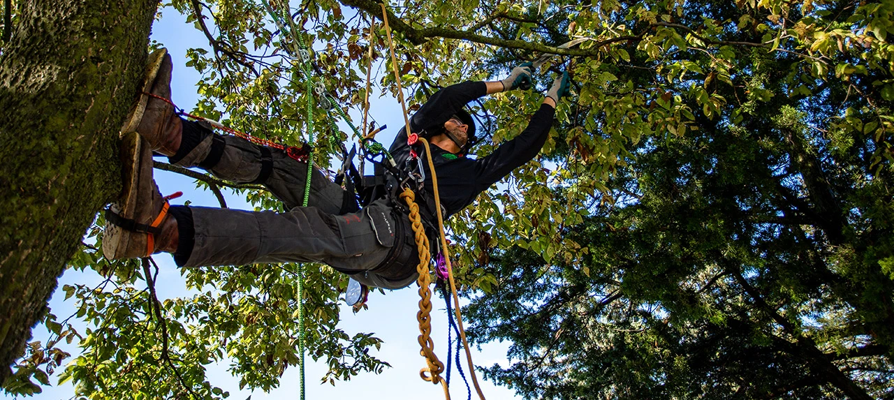 Climbing Systems Guide: DRT and SRT Climbing Systems - Sherrilltree