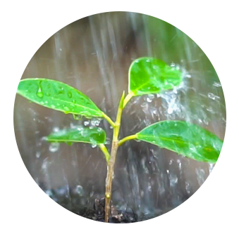 seeding in rain