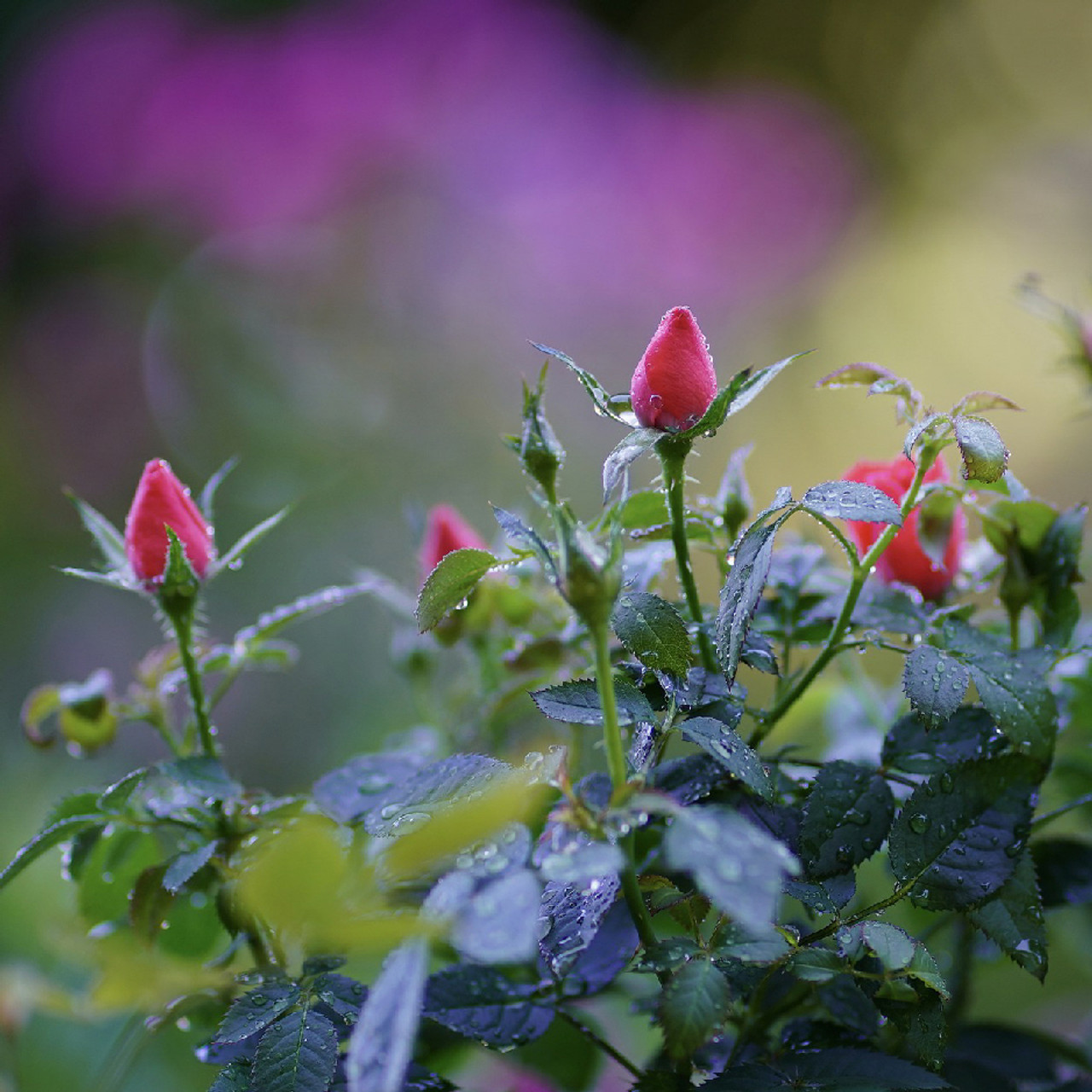 Rose Buds Whole - 4 oz - Organic | Mountain Rose Herbs