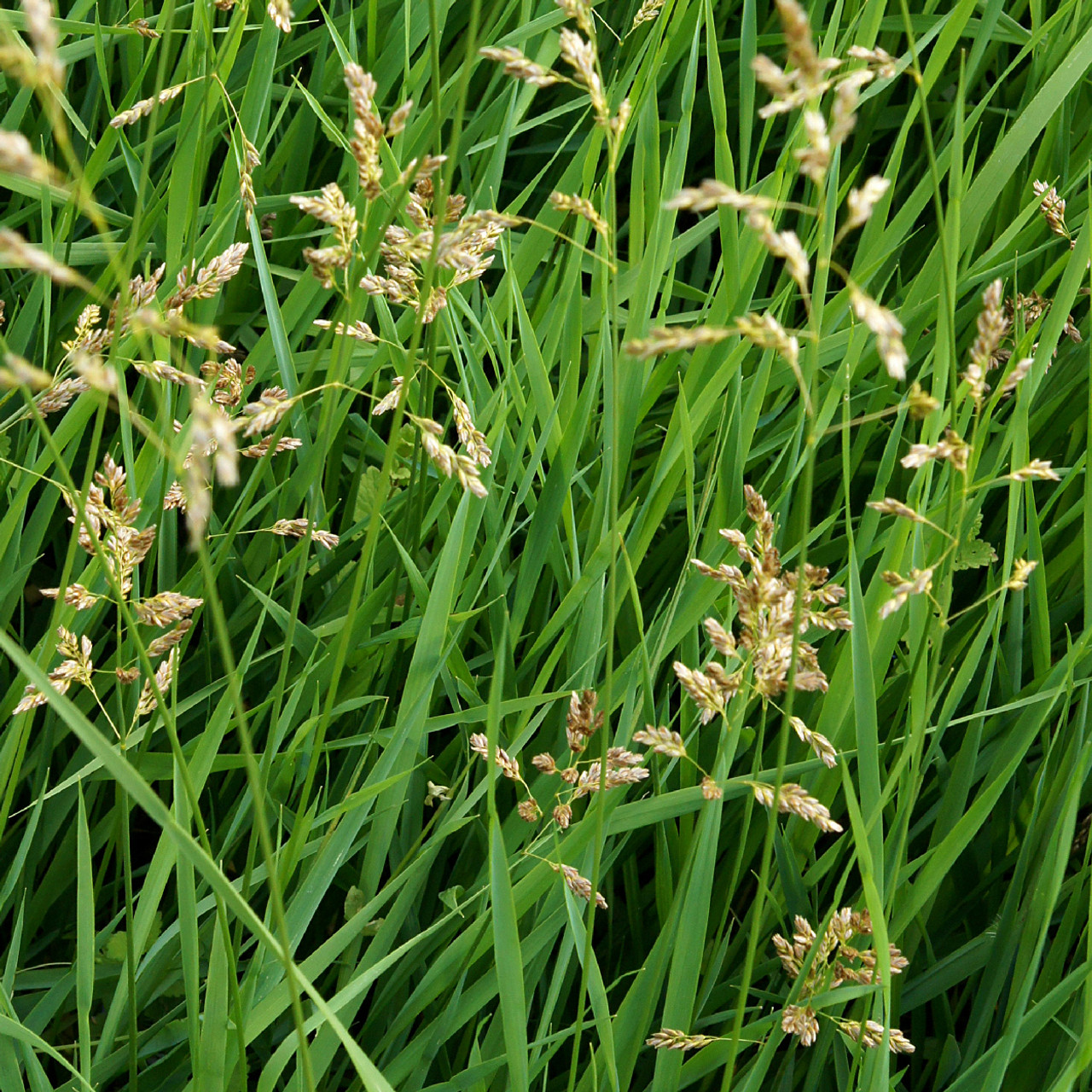 Sweetgrass Braid (Hierochloe odorata) - USA