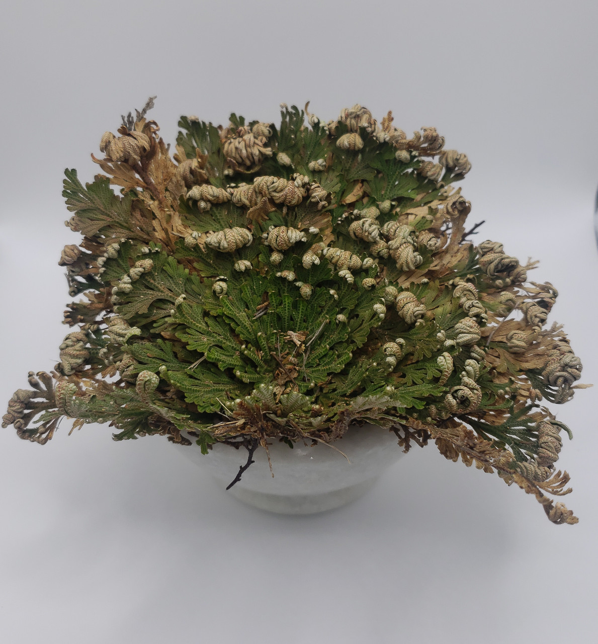 Rose of Jericho Flower, Medium