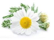Chamomile and the Centuries of use