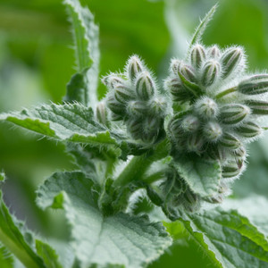 borage-2614326_1920--Image by Monika Baechler from Pixabay