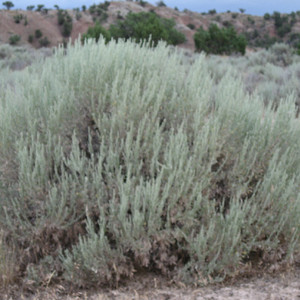 Desert Sage, Large Wand