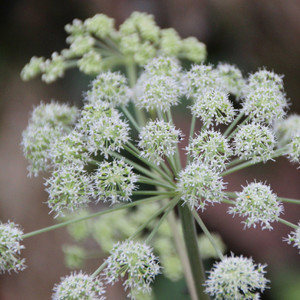 angelica-5509274_1920 --Image by Leo_65 from Pixabay