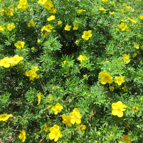 Cinquefoil   Cut & Sifted   0.5 oz (OUT OF STOCK)