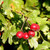 crataegus-3691775_1920--Image by Ada K from Pixabay