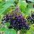 Elderberry,   Organic  1 oz