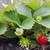 strawberry-985621_1920--Image by isfara from Pixabay