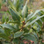 laurel-2887821_1920--Image by anandasandra from Pixabay