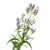 Photo 16124551 Blue Vervain © Le Thuy Do Dreamstime