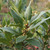 laurel-2887821_1920--Image by anandasandra from Pixabay