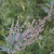 Mugwort,   Cut & Sifted  2.0 oz