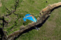 Ozone Viper 6 Hochleister Motorschirm für Paramotor DGAC von Paramaniac.shop