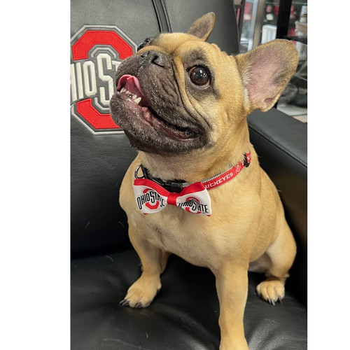 This Two-Tone Ohio State Pet Bow has a velcro loop that attaches to the collar