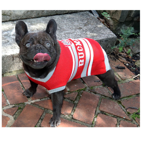 Ohio State Knit Dog Sweater