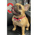 This Two-Tone Ohio State Pet Bow has a velcro loop that attaches to the collar