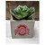 Ohio State Mini Faux Succulent.