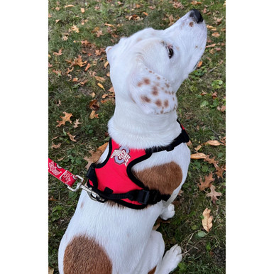 Cleveland Browns Front Clip Pet Harness – Posh Puppy Boutique