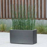 Outdoor modern horsetail reeds in a 24" high modern fiberglass planter.
