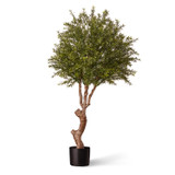 Mini Plum topiary in weighted base Mini Plum topiary in weighted base