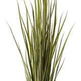 Close up of Reed Leaf Grass