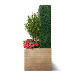 Strato planter with boxwood hedge, trees and flowers
