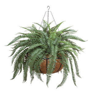 XL Boston Fern in 22in Hanging Basket, Arranged on white background XL Boston Fern in 22in Hanging Basket, Arranged on white background