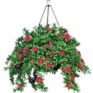 Azaleas with red blooms in 22" Hanging Basket-Arranged Azaleas with red blooms in 22" Hanging Basket-Arranged