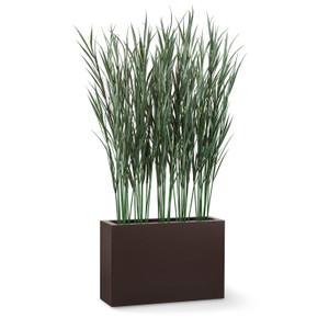 Pampas grass plants in a modern rectangular planter with white background Pampas grass plants in a modern rectangular planter with white background