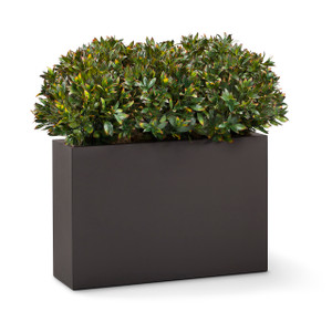 Rhododendron plants in a modern planter on white background. Rhododendron plants in a modern planter on white background.