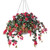 Red bougainvillea in a 22 inch hanging basket. Red bougainvillea in a 22 inch hanging basket.