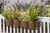 Front angle view of the Parisian window box with planters and plants and railing brackets.