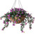 Dark lavender impatiens in a 22 inch hanging basket. Dark lavender impatiens in a 22 inch hanging basket.