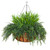 Buckler fern grass mix in a 22 inch hanging basket. Buckler fern grass mix in a 22 inch hanging basket.