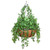 English ivy in a 22 inch hanging basket. English ivy in a 22 inch hanging basket.